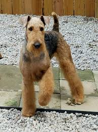 Akc Breeder Spotlight Linda Jarvis Of Lynaire Airedale Terriers