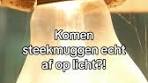 Komen muggen echt af op licht? Feiten en fabels - TikTok
