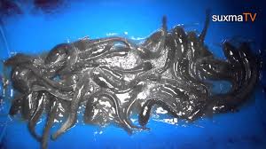 Panen Ikan Lele Kolam Drum Plastik Youtube
