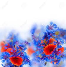 Check spelling or type a new query. Red Poppy And Blue Corn Flowers On White Background Stock Photo Picture And Royalty Free Image Image 18116389