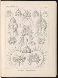 Image result for Nothosaerva