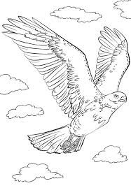 These are suitable for preschool, kindergarten and first grade. Red Tailed Hawk Coloring Page Free Printable Coloring Pages For Kids