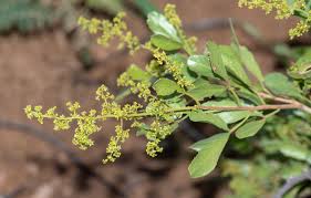 Image result for Searsia marlothii