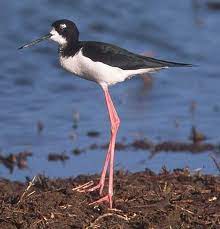 The legs and feet are pink. Hawaiian Stilt Wikipedia