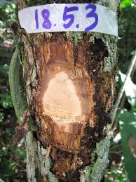 Image result for Eugenia verdcourtii