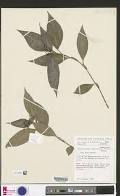 Image result for Stanfieldiella imperforata