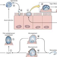 Cryptosporidium parvum (formerly known as c. Schematic Representation Of The Cryptosporidium Parvum Life Cycle Download Scientific Diagram