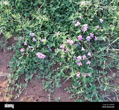 Image result for Dicerocaryum eriocarpum