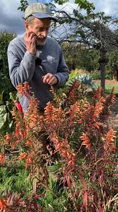 Image result for Cuphea micropetala