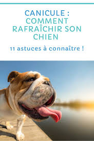 Comment Rafraichir Son Chien Langage Corporel Du Chien Chien Education Chien