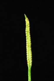 Image result for Ophioglossum gomezianum