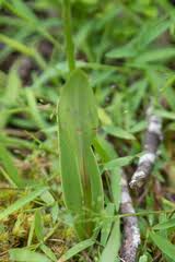 Image result for Cynorkis debilis