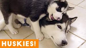 15 Funny As Heck Animals Funnyanimals Funnypics Funnycats Animalpics Animalmemes Funny Animal Memes Cute Husky Funny Animal Videos