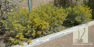Senna artemisioides grows quickly to 6 tall & wide & creates a rounded upright forum. Feathery Senna Senna Artemisioides Civano Nursery Tucson Plant Nursery
