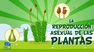LA REPRODUCCIÓN ASEXUAL DE LAS PLANTAS. | Vídeos Educativos para ...