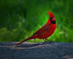 Birds Native To Virginia Virginia Cardinal State Birds West Virginia State Bird Beautiful Birds