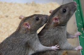 A rat can survive longer without water than a camel. Rats More Than Just Laboratory Experiment Documentarytube
