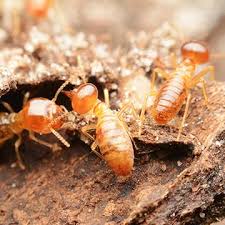 Give us a call today for a free quote! Pest Control In Memphis Mid South Pest Termite