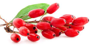 Webmd examines the benefits and side effects of goji berry supplements. 8 Khasiat Luar Biasa Dari Goji Berry Merdeka Com