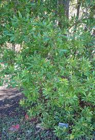 Image result for Myrica spathulata