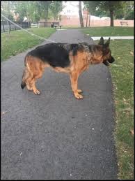 It's also free to list your available puppies and litters on our site. Beautiful Akc German Shepherd Puppy For Sale For Sale In Detroit Michigan Classified Americanlisted Com