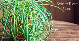 Maybe you would like to learn more about one of these? Chlorophytum Comosum Care Growing The Spider Plant How To