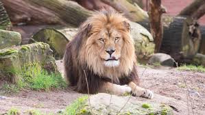 Lowe Stirbt Mit Oder An Corona In Indischem Zoo Grenzecho
