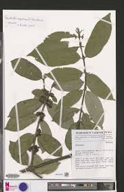 Image result for Pauridiantha