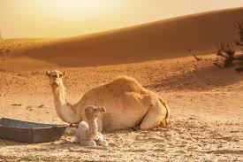 Where do bactrian camels live? How To Train Your Camel Part 2 So Morocco