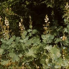 Image result for Macleaya