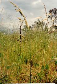 Image result for Festuca chodatiana