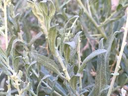 En este caso, tiene el significado que se le da en algunas partes de colombia. Cenizo Atriplex Canescens Naturalista