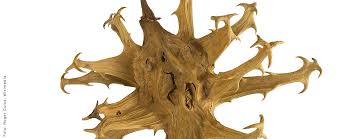 Image result for Harpagophytum procumbens