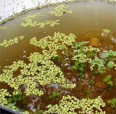 It can be very difficult to get rid of every single source of standing water around your yard, so it's important to know some of the most common sources you may not be already aware of, including: Backyard Mosquito Mitigation Dave S Garden