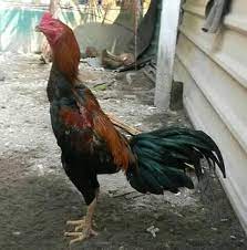 Ukuran batang kaki ayam yang sedang, dengan jari kecil dan panjang, dan harus memiliki sisik di bawah dapat dilihat ciri ayam bangkok aduan untuk bagian kaki ayam bangkok, yang disajikan dalam. Ayam Batang Kaki Malaysia Posts Facebook