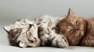 10 gambar kucing lucu wallpaper iphone dan android kucing co id. Wallpaper Kucing Lucu Hd Kucing Hd 920x510 Download Hd Wallpaper Wallpapertip