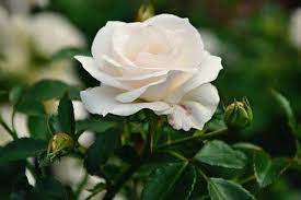 Karena mawar putih sekarang sudah sering digunakan pada acara pernikahan atau acara sejenis, karena warna putih dalam bunga tersebut merepresentasikan kebajikan, persatuan dan ikatan cinta suci. Kandungan Mawar Putih Juga Bermanfaat Untuk Perawatan Kulit