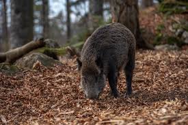 Atac de mistret la vanatoare. Un BÄƒiat A Fost MuÈ™cat De FaÈ›Äƒ De Un Porc MistreÈ› Risc UriaÈ™ De Rabie Dcnews