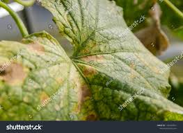Image result for spider mites on cucumbers
