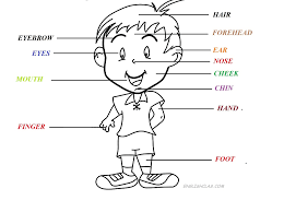 We did not find results for: Materi Bahasa Inggris Part Of Body Sd English Class