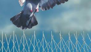 شركة تركيب طارد حمام بالعلا 0563971404 سيرفس تاون خصم 40 مكافحة الحمام بالعلا Doves Animals Bird