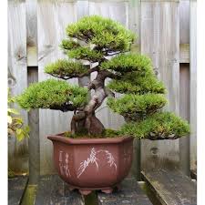 Van wikipedia, de gratis encyclopedie. Mugo Pine Seeds Bonsai Hardy Cena 1 50