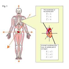 Stomach, liver, intestine, bladder, lung, testicle, uterus, spine, pancreas, kidney, heart. Gis And Human Anatomy Gis Lounge