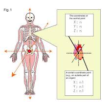 Through a simple and intuitive interface it is possible to observe every anatomical structure from any angle. Gis And Human Anatomy Gis Lounge