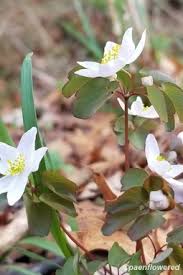 Image result for Ranunculaceae