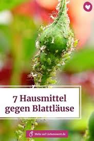 7 Hausmittel Gegen Blattlause Schadlinge Im Garten Pflanzen Hausmittel Gegen Blattlause