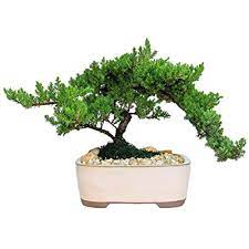 Because juniper bonsai tree is hardy plant tolerant to severe pruning and wide varieties of soils, it is one of the most popular bonsai plants. Buy Eve S Garden Japanese Juniper Bonsai Tree 10 Years Old Japanese Juniper Planted In 10 Inch Ceramic Container Outdoor Bonsai Cannot Ship To Ca California Online In Turkey B004a9hfy6