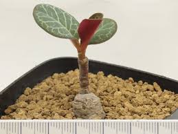 Image result for Monadenium pseudoracemosum