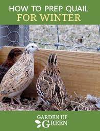 Garden Up Green Startle Garden And Quail Raising Quail Quail Chickens Backyard