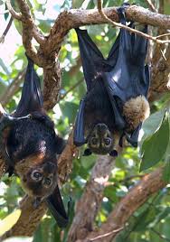 They weigh about 2 ½ pounds. Is This Human Sized Bat In The Philippines For Real
